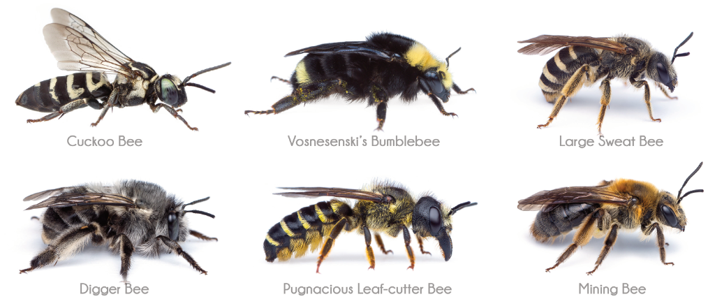 Bees of Oregon, a selection